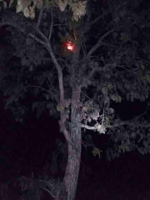 ดวงไฟปริศนาบนต้นไม้