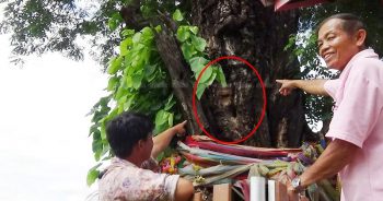 ใกล้หวยออกฮือฮา!! ต้นขี้เหล็ก 500 ปี ชาวบ้านเห็นใบหน้าพระพุทธเจ้าปรากฏ เฮได้เลขเด็ด